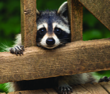 Racoon