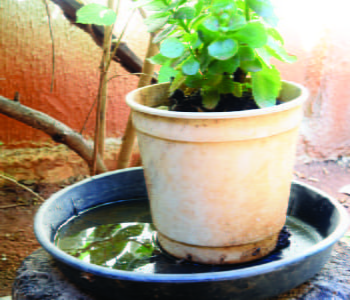 Planter Mosquito
