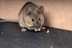 Summer mice and rat control