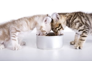 Tips for preventing ants from getting into your cat s food