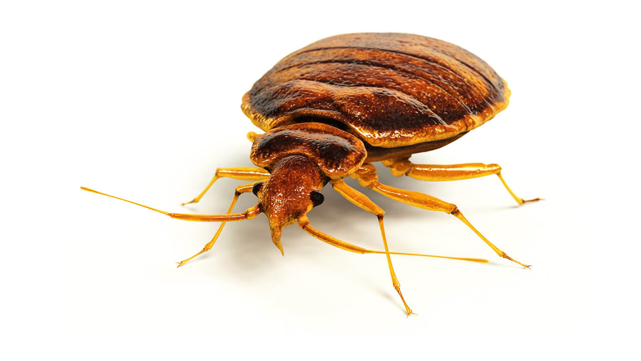 terminix bed bugs