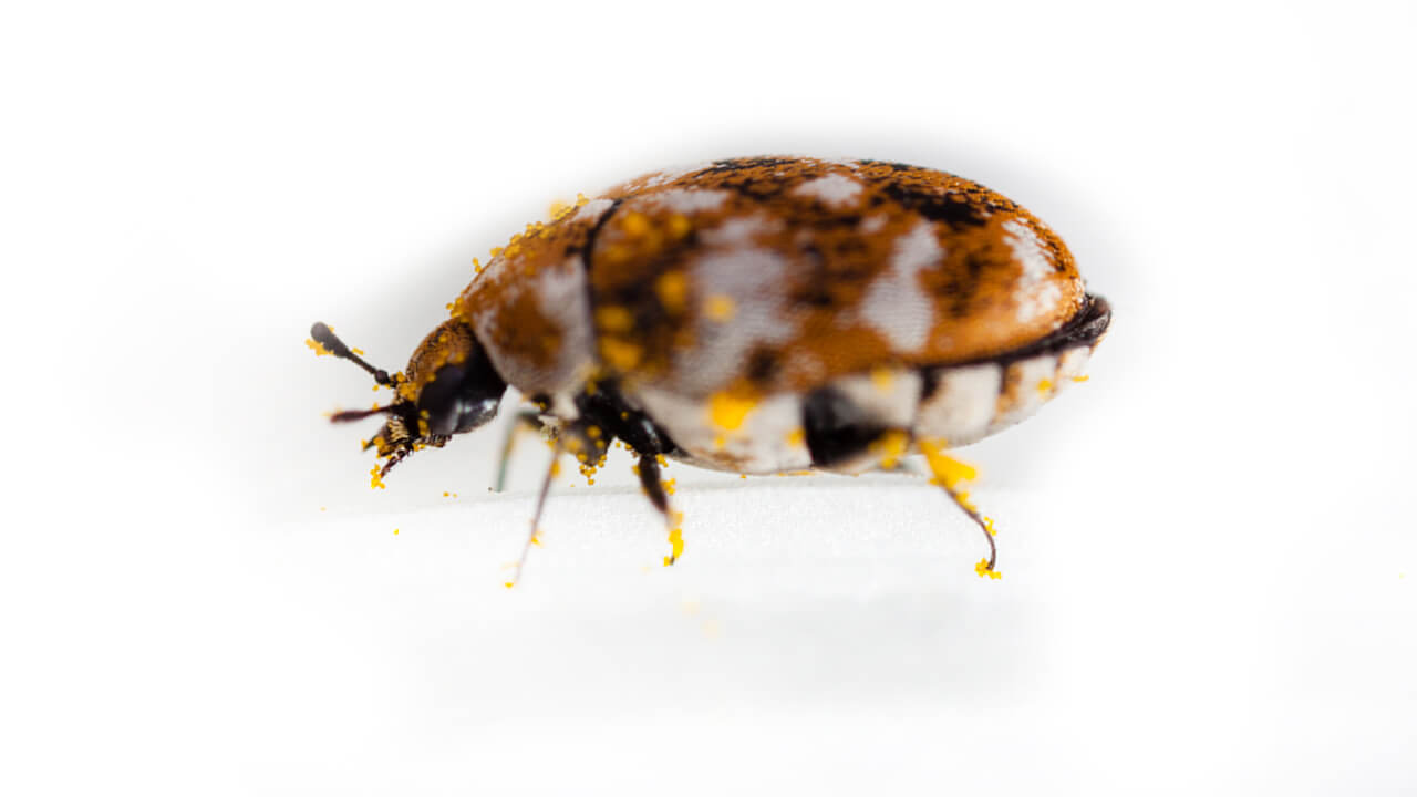 Carpet Beetles - Plant & Pest Diagnostics