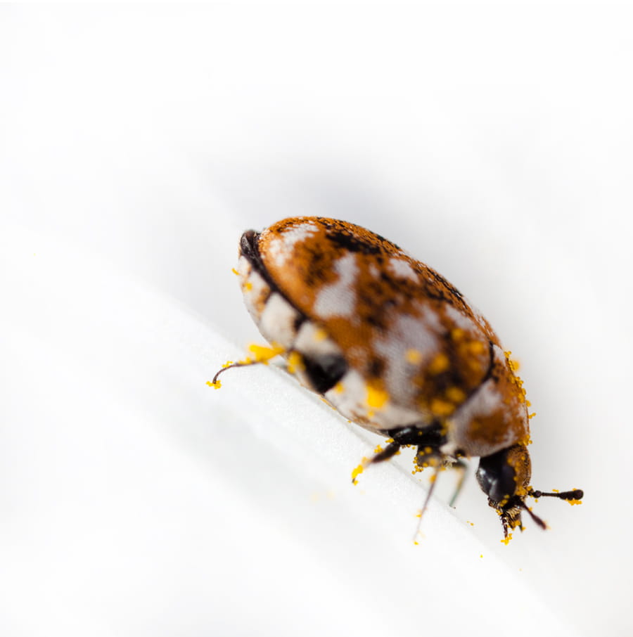 Carpet Beetle Extermination