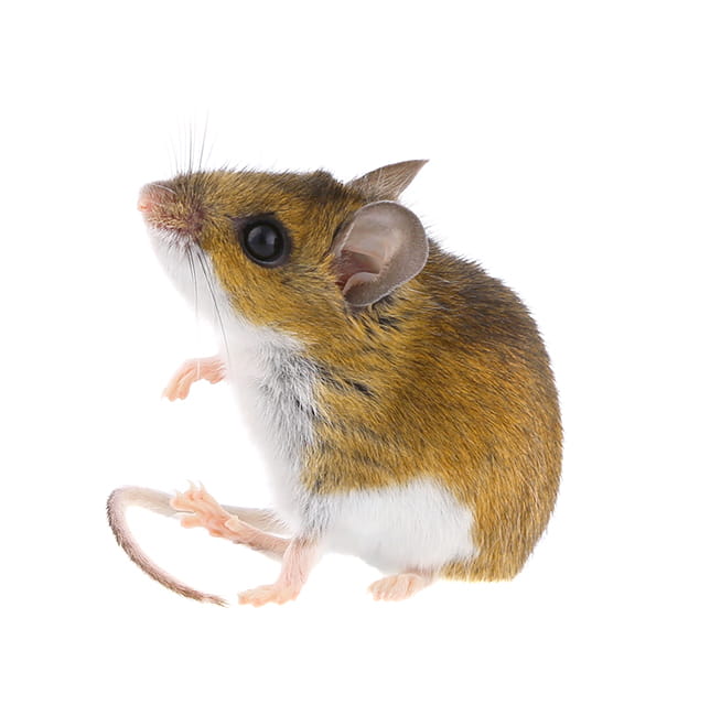 Nid de souris : où les souris nichent-elles ?