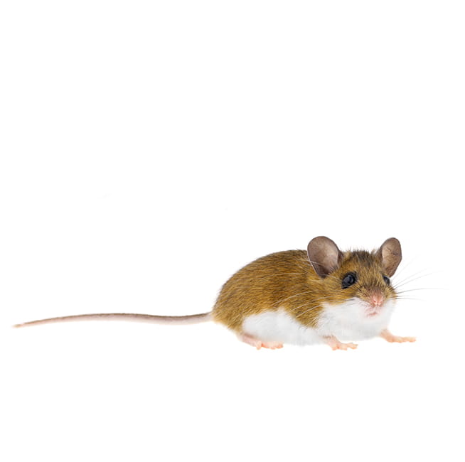 Nid de souris : où les souris nichent-elles ?