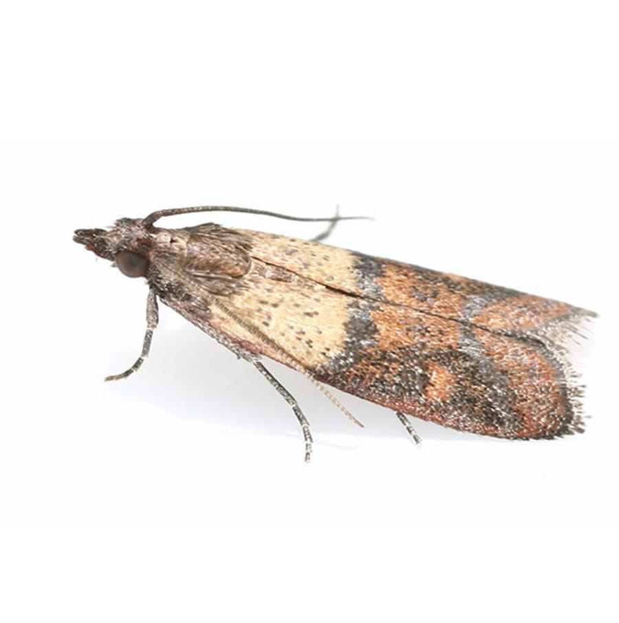 Mating Pantry Moths - Plodia interpunctella 