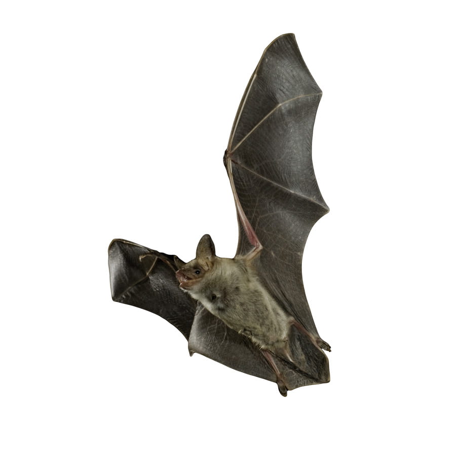 cute brown bats