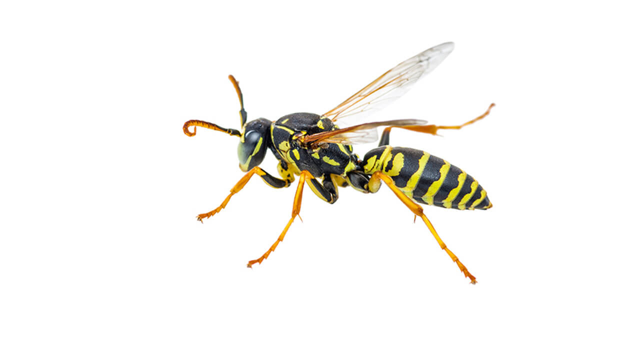 Yellowjacket, Potter, and other Wasps - Prairie Pollination